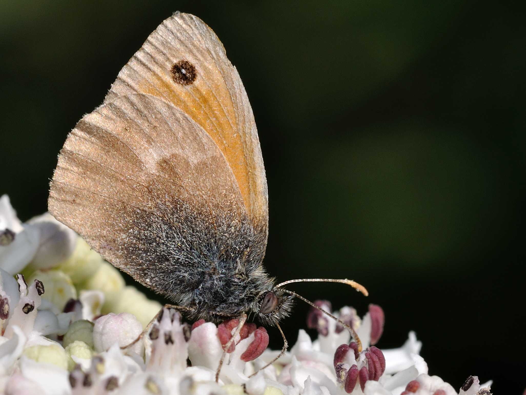 Nymphalidae Satyrinae - Coenonympha sp. ?